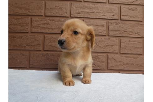 成約済の埼玉県のカニンヘンダックスフンド(ロングヘアード)-115694の3枚目