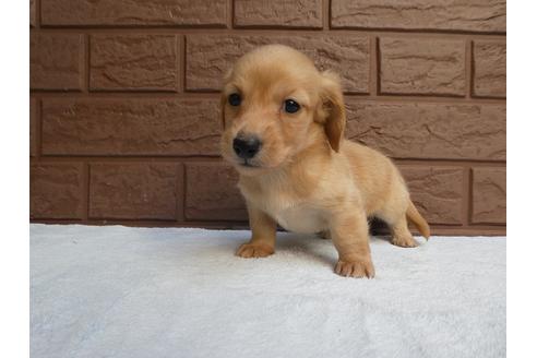 成約済の埼玉県のカニンヘンダックスフンド(ロングヘアード)-115694の2枚目