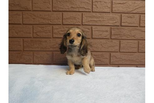 成約済の埼玉県のミニチュアダックスフンド(ロングヘアード)-115695の1枚目