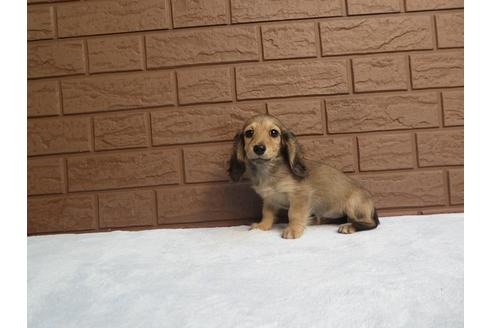 成約済の埼玉県のミニチュアダックスフンド(ロングヘアード)-115695の2枚目