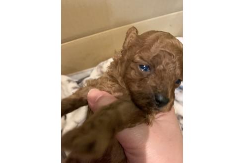 成約済の愛媛県のトイプードル-115720の4枚目