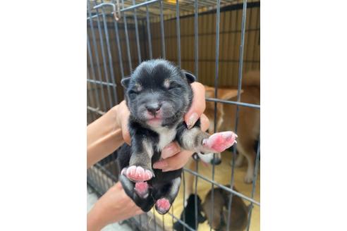 成約済の滋賀県の柴犬-115555の3枚目