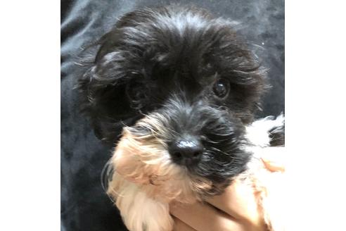 子犬