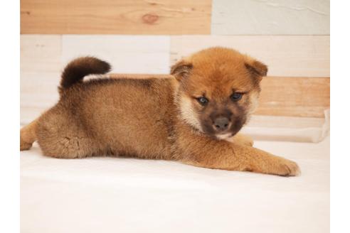 成約済の福岡県の柴犬-115761の1枚目