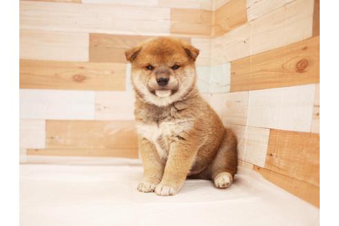 成約済の福岡県の柴犬-115762の1枚目