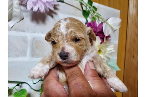 成約済の長崎県のチワプー:チワワ×トイプードル-115778