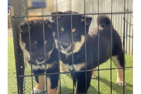 成約済の滋賀県の柴犬-115560の7枚目