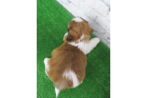 成約済の大阪府のシーズー-115790の6枚目