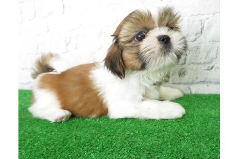 成約済の大阪府のシーズー-115790の4枚目