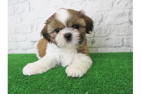 成約済の大阪府のシーズー-115790の2枚目