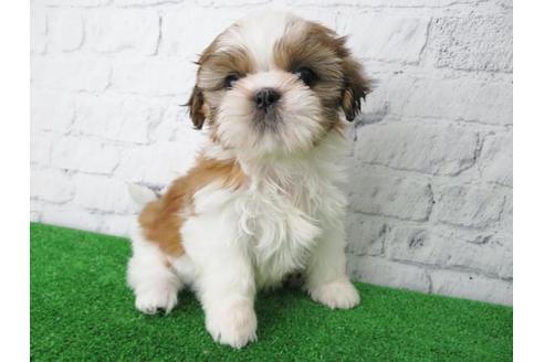 成約済の大阪府のシーズー-115792の1枚目