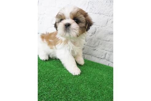 成約済の大阪府のシーズー-115792の6枚目