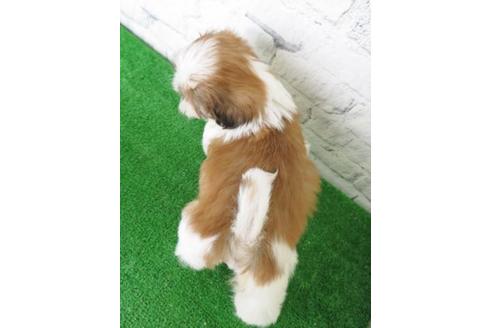 成約済の大阪府のシーズー-115792の5枚目