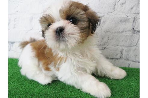 成約済の大阪府のシーズー-115792の4枚目