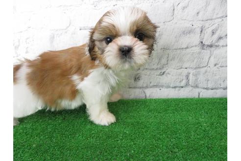 成約済の大阪府のシーズー-115792の2枚目