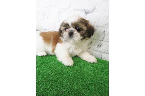 成約済の大阪府のシーズー-115793の5枚目