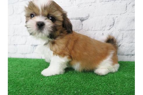 成約済の大阪府のシーズー-115793の4枚目