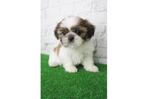 成約済の大阪府のシーズー-115793の3枚目