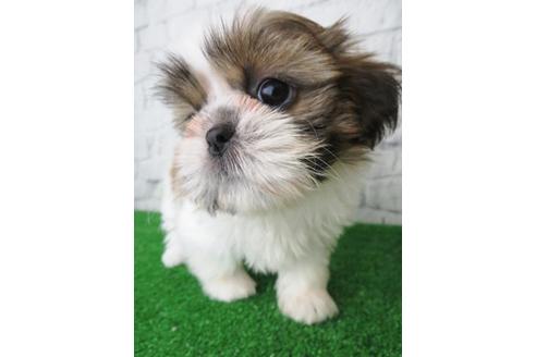 成約済の大阪府のシーズー-115793の2枚目