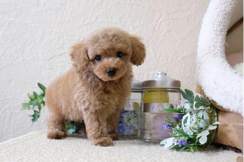 成約済の滋賀県のトイプードル-114412の1枚目