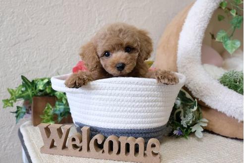 成約済の滋賀県のトイプードル-114412の5枚目