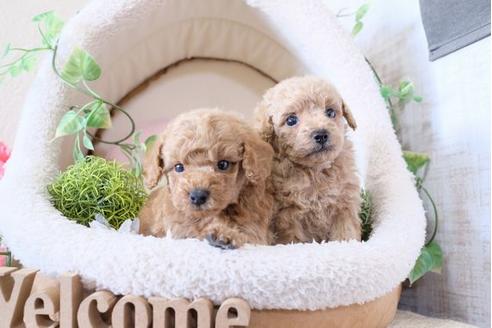 成約済の滋賀県のトイプードル-114412の4枚目