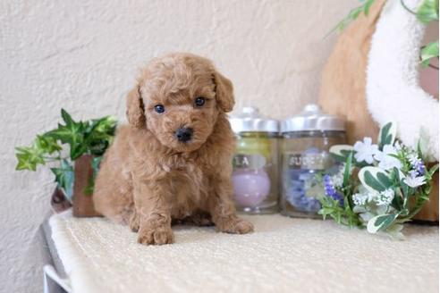 成約済の滋賀県のトイプードル-114412の3枚目