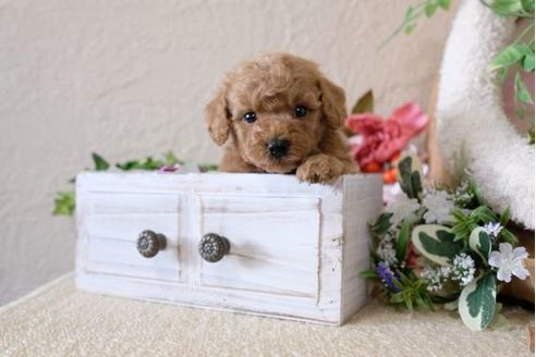 成約済の滋賀県のトイプードル-114412の2枚目