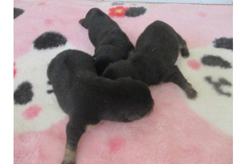 成約済の岡山県の豆柴-115805の6枚目