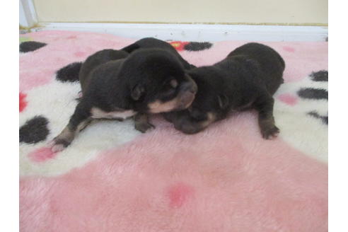 成約済の岡山県の豆柴-115807