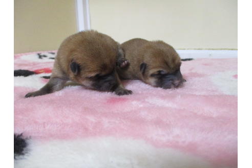 成約済の岡山県の柴犬-115808の7枚目