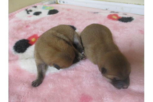 成約済の岡山県の柴犬-115808の6枚目