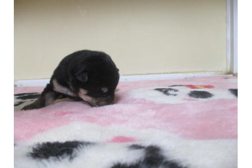 成約済の岡山県の柴犬-115813