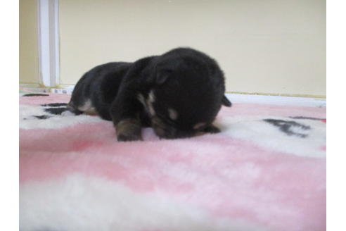 成約済の岡山県の柴犬-115813の2枚目