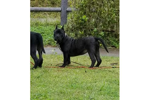 成約済の沖縄県のミックス犬-105268の4枚目