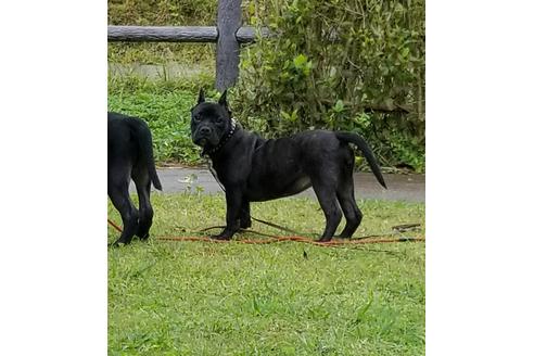 成約済の沖縄県のミックス犬-105268の3枚目