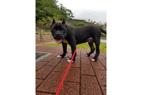 成約済の沖縄県のミックス犬-106465の2枚目