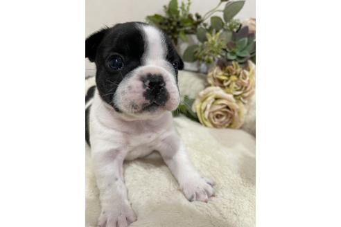 成約済の香川県のフレンチブルドッグ-113426の1枚目