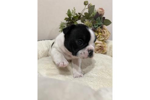 成約済の香川県のフレンチブルドッグ-113426の4枚目