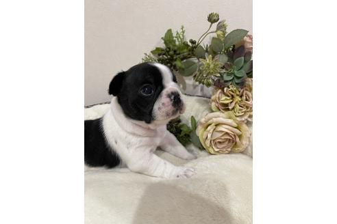 成約済の香川県のフレンチブルドッグ-113426の3枚目