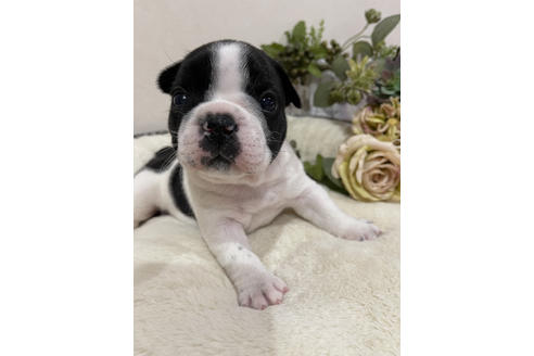 成約済の香川県のフレンチブルドッグ-113426の2枚目