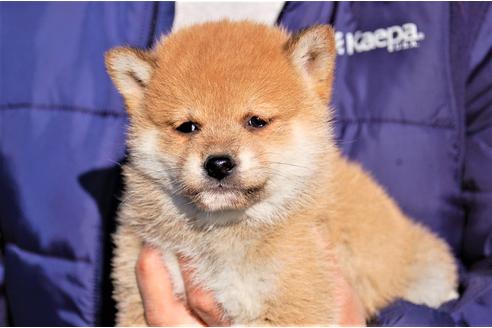 成約済の埼玉県の柴犬-115855の6枚目