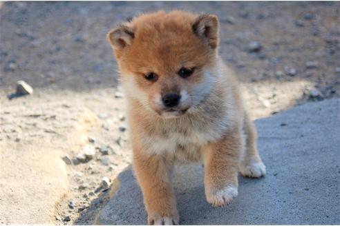 成約済の埼玉県の柴犬-115855の4枚目
