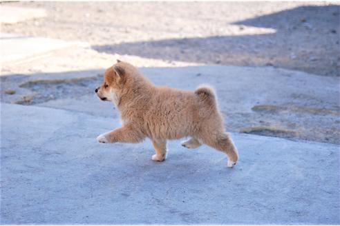 成約済の埼玉県の柴犬-115855の3枚目