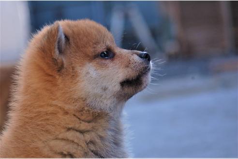 成約済の埼玉県の柴犬-115855の2枚目