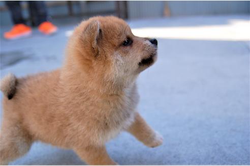 成約済の埼玉県の柴犬-115855