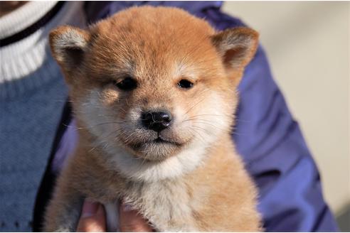 成約済の埼玉県の柴犬-115856