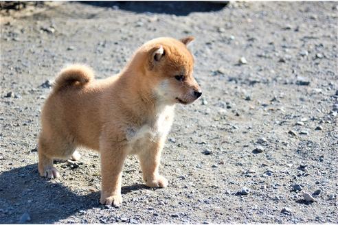 成約済の埼玉県の柴犬-115856の6枚目