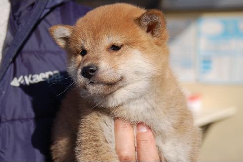 成約済の埼玉県の柴犬-115856の5枚目