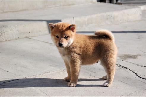 成約済の埼玉県の柴犬-115856の4枚目